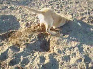 Tobby avril 2009 a 15 semaines