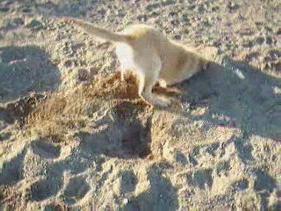 Tobby avril 2009 a 15 semaines