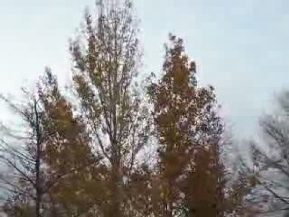 trees blowing in the wind.