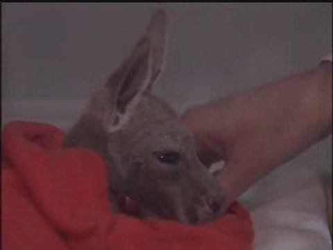 Cucciolo di canguro abbandonato
