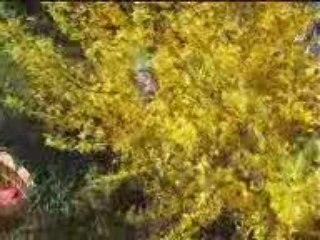 Pâques au balcon Auxerre 2009