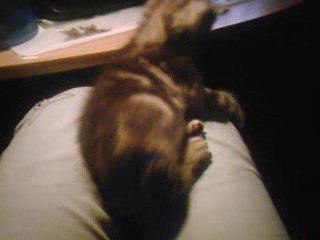 Kitty chaton attaque sa queue