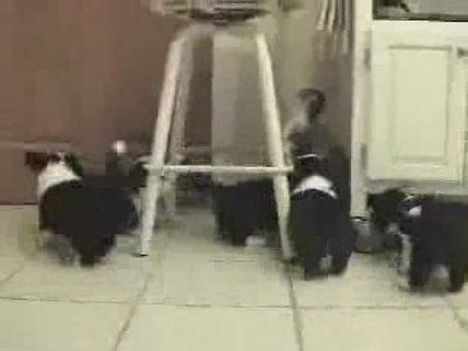 chat courageux contre chien rageux