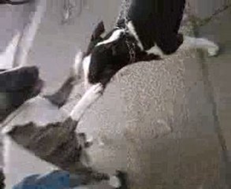 simba/kolbac