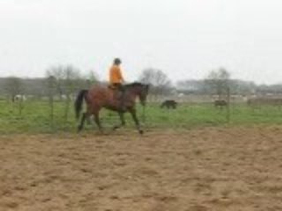manor trot moyen