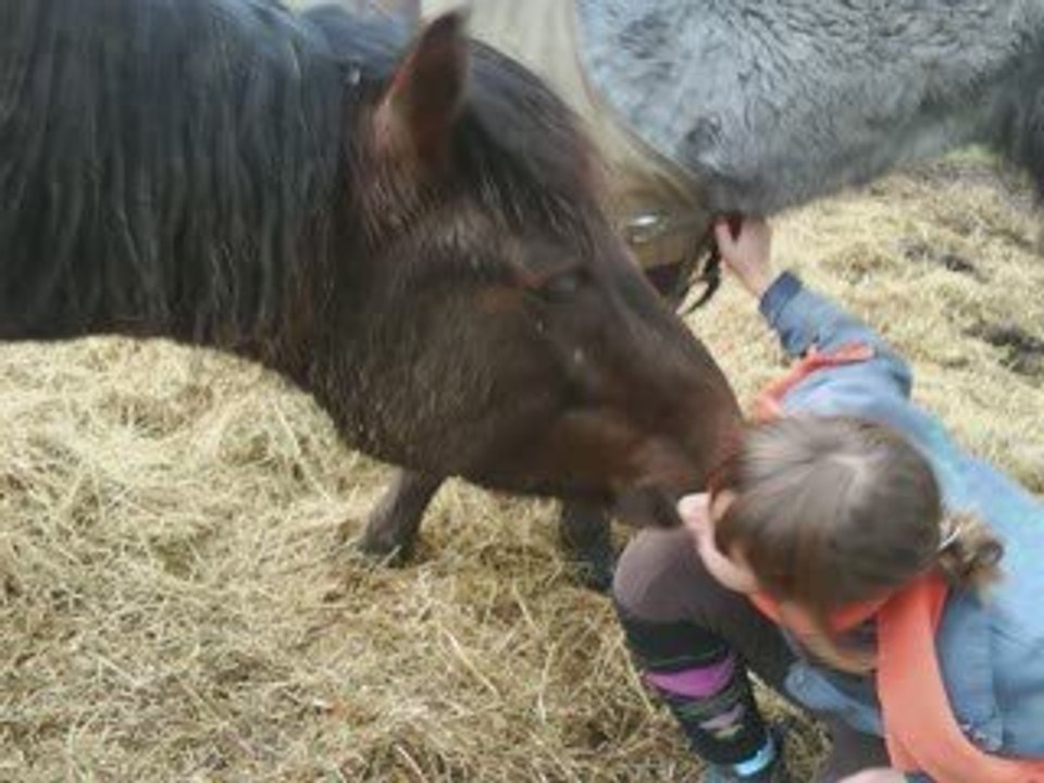 Montage poney et chevaux de l'etrier d'argences
