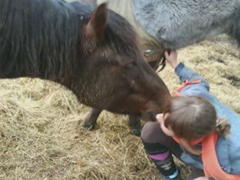 Montage poney et chevaux de l'etrier d'argences