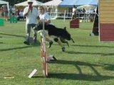 L'Agility