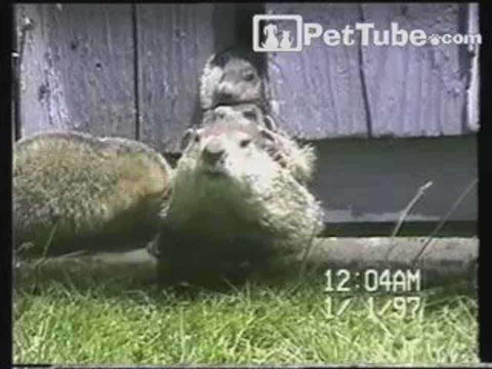 Gopher Pile Up - PetTube.com