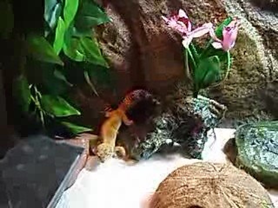 Leeloo