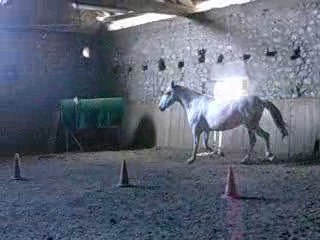 Saphir qui se défoule dans le manège