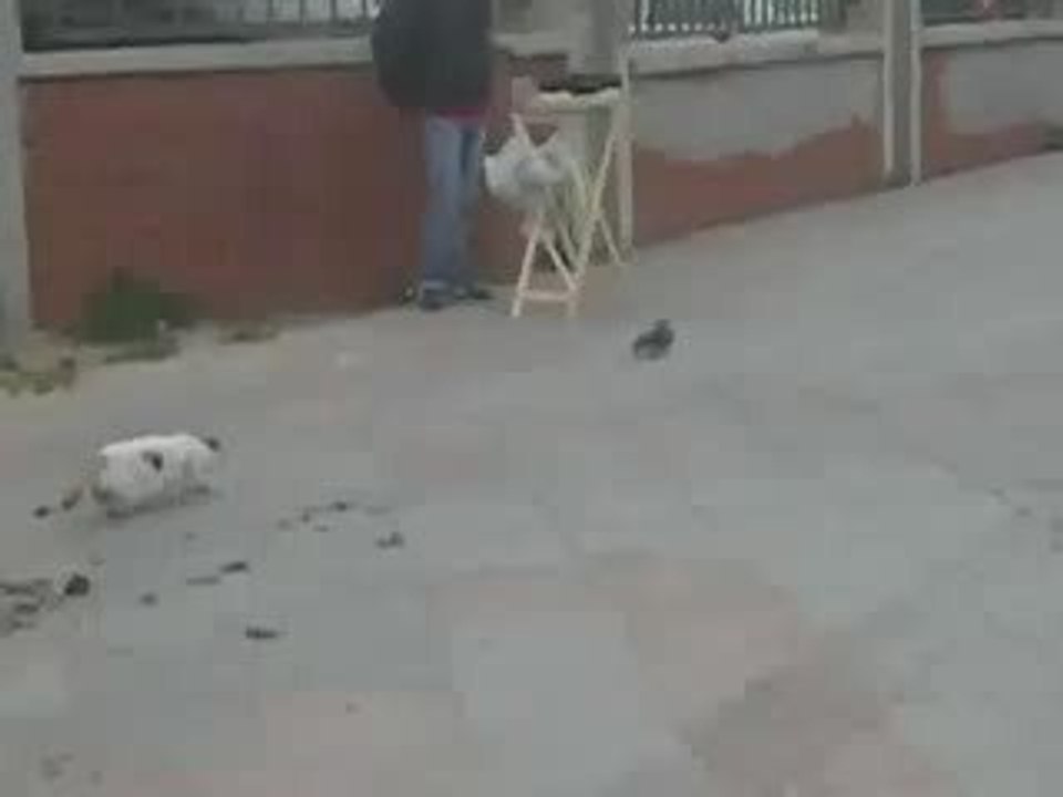 kedinin yıkıldığı an komedi