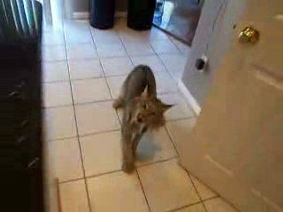 Gros chat d'appartement