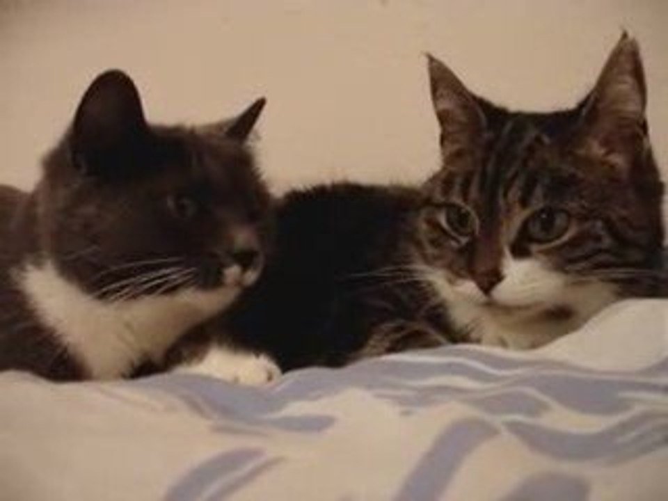 Conversation de chats
