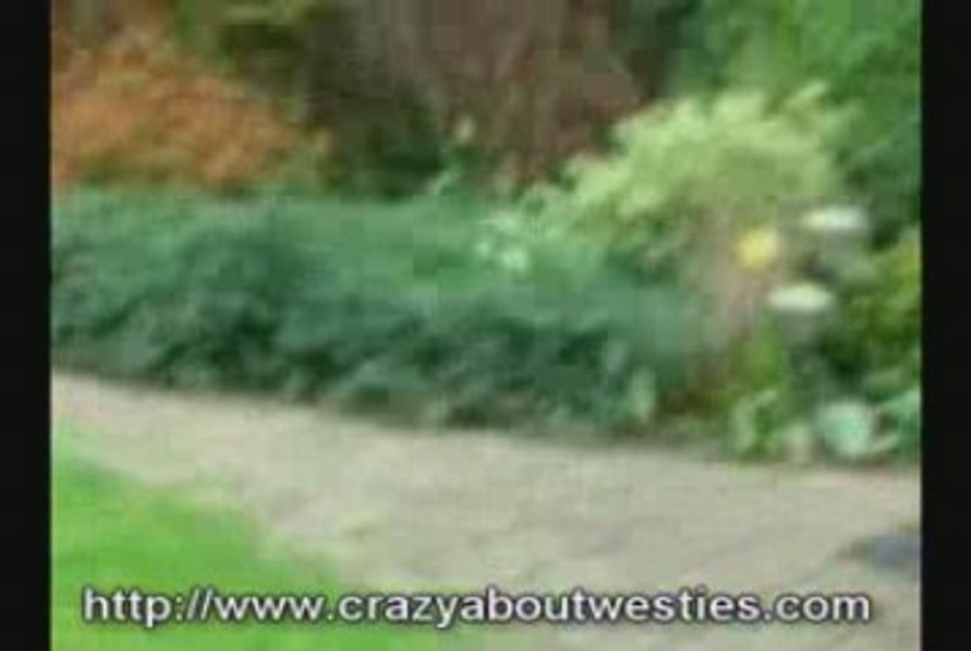 Could These Westies Run For The Olympic Team