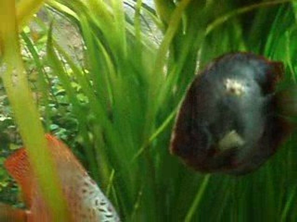 Discus malade 09