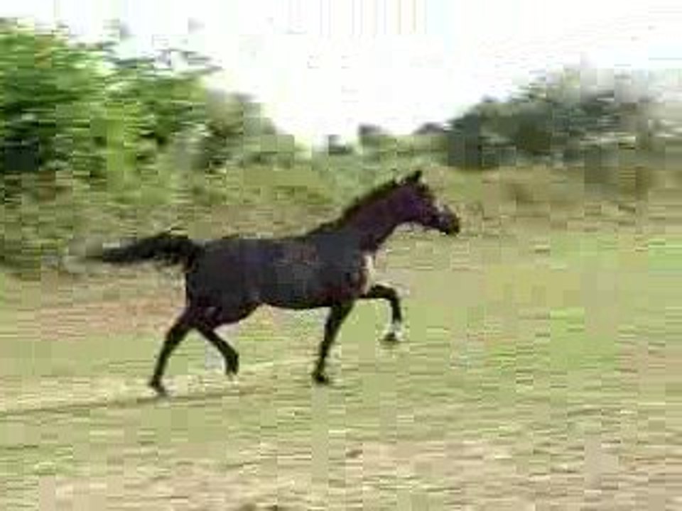 Grantrot