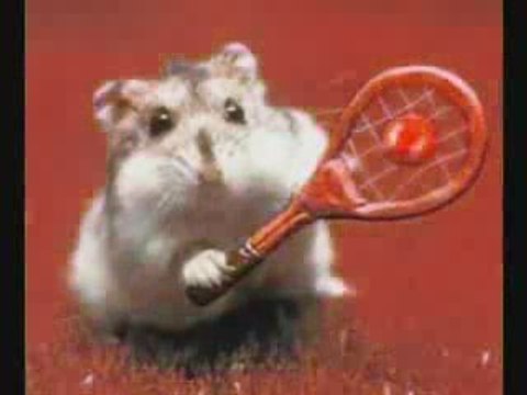 Humour hamster - Google Video
