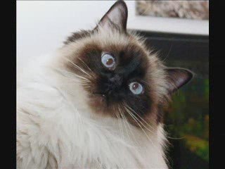 Les Ragdolls de Sogane