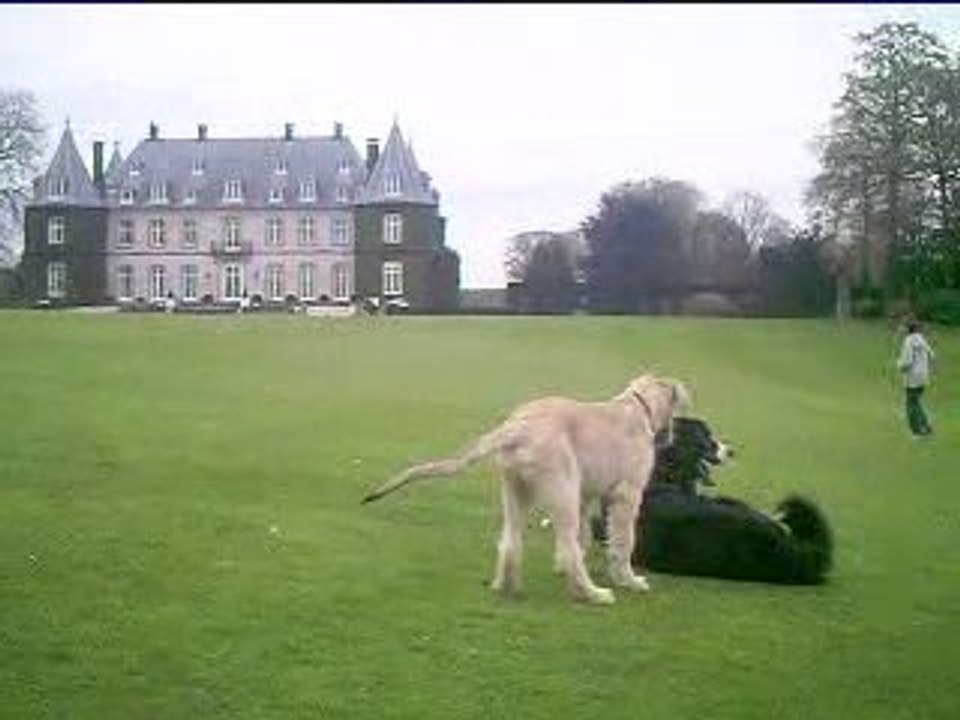 faust et bouvier bernois.