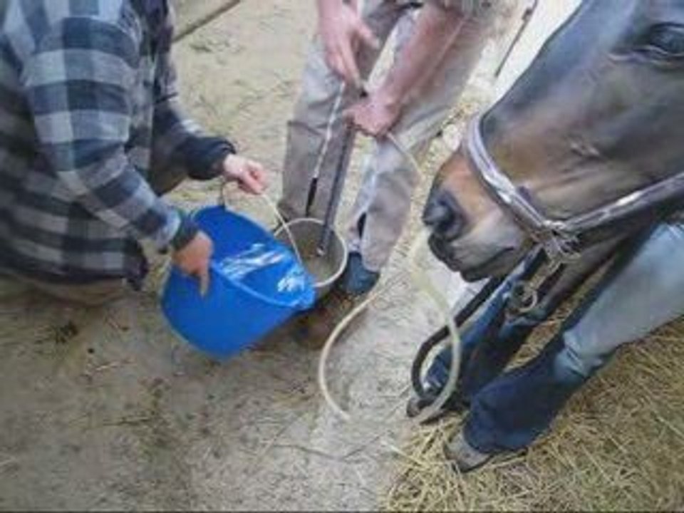 Vidéo instructive, Doudouce sondée par le véto.