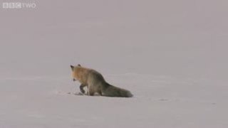 fox snow