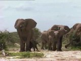 Le language des géants d'etosha (1/3)