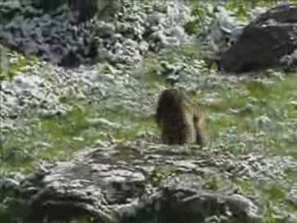 La danse des marmottes