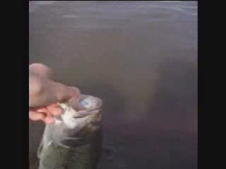 Release d'un bass de 35cm pris au spinnerbait