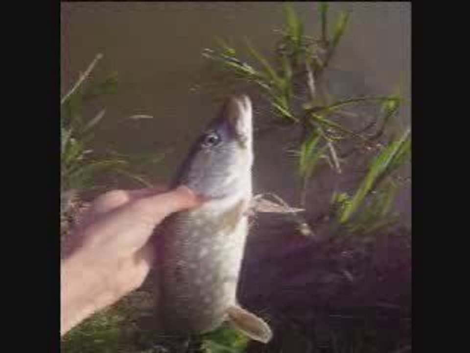 Release d'un bec de 50cm pris au spinner