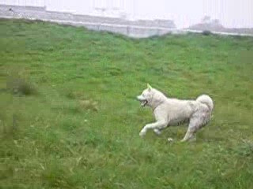 sanka meiho  un an akita blanc