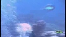USO - UNIDENTIFIED SUBMERGED OBJECT Video