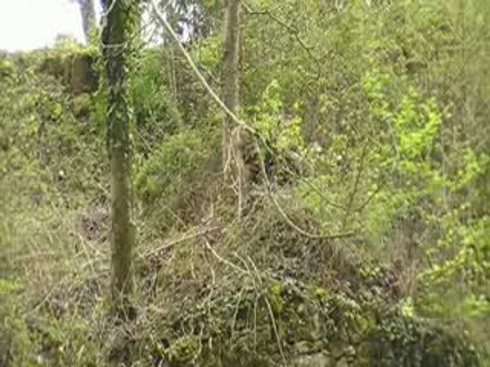 Wartog se cache dans la végétation