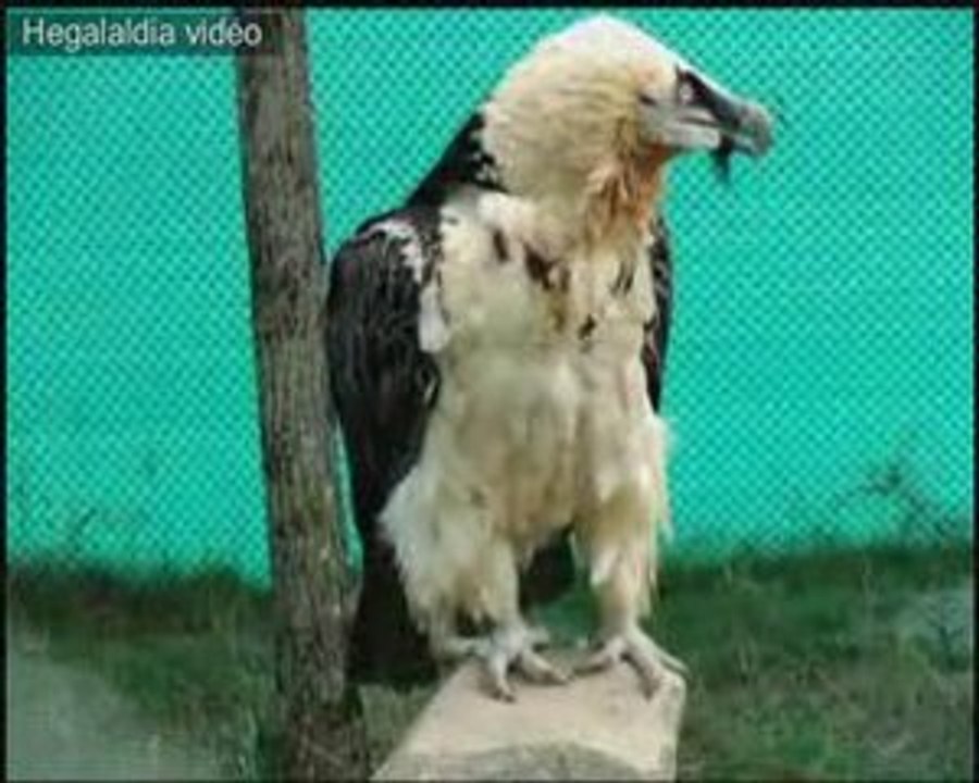 Gypaéte barbu (Gypaetus barbatus)