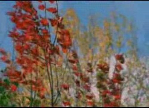 Tigres des neiges (2/3)