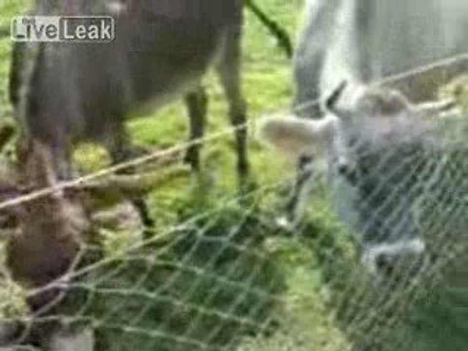accrochage entre un Áne  et une Vache
