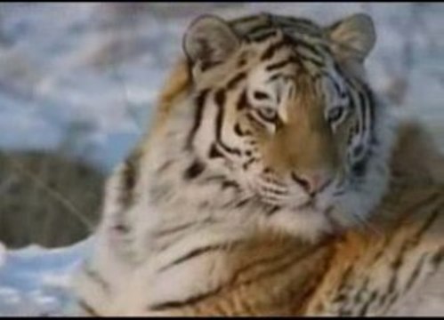 Tigres des neiges (3/3)