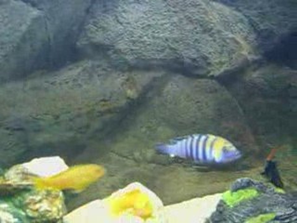 Cobue3