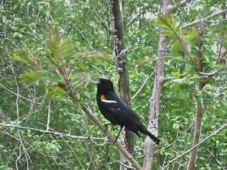Pour Lionel,portrait d'un oiseau