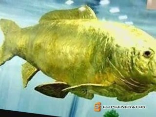 Gold Fish