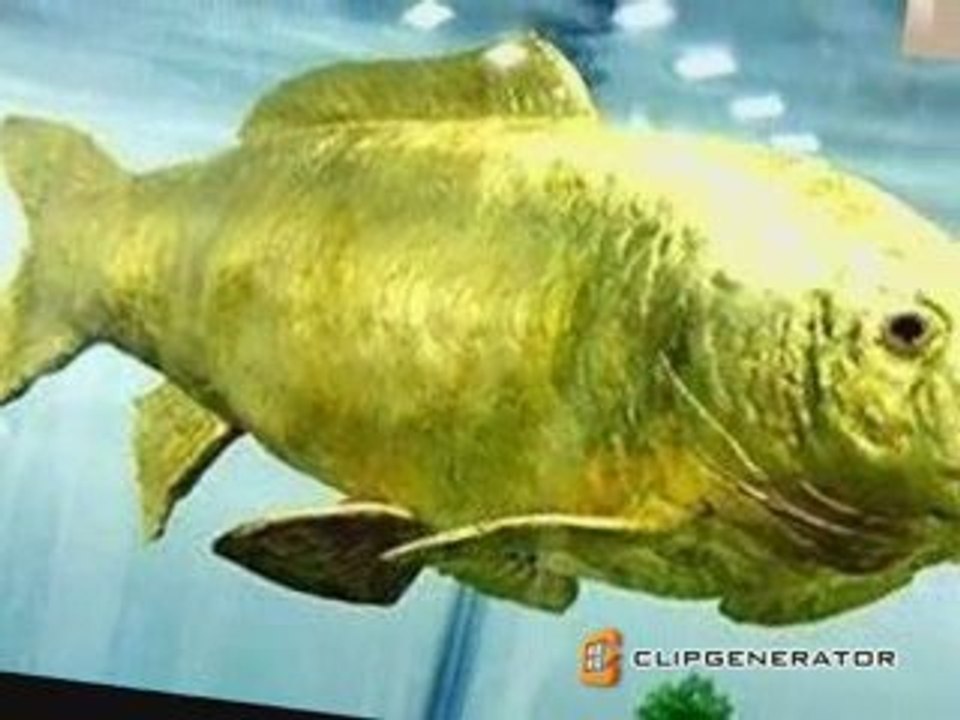 Gold Fish