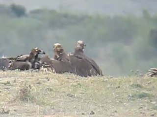 Vultures at carcass