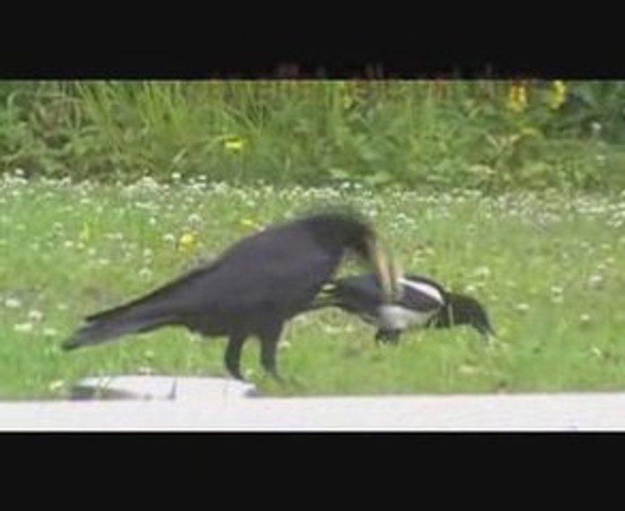 le Corbeau raven or Fox