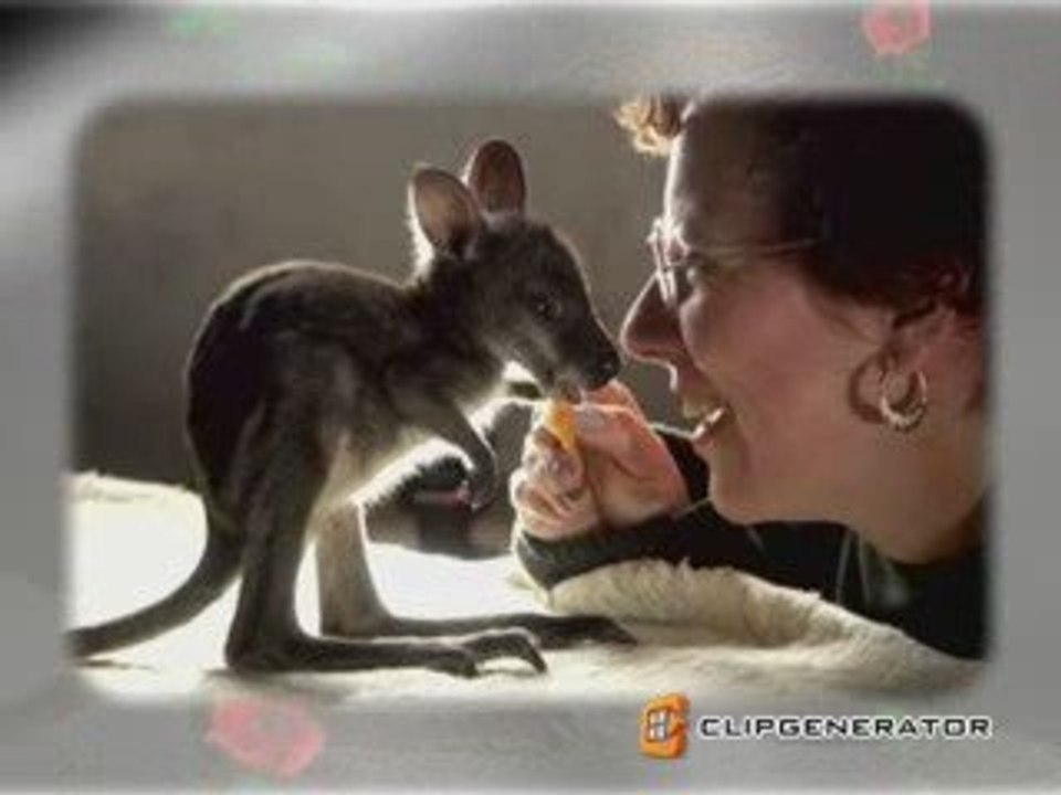 Baby kangaroo