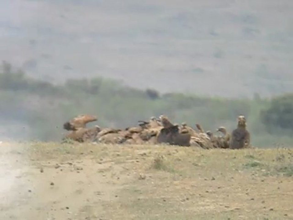 Vultures at carcass