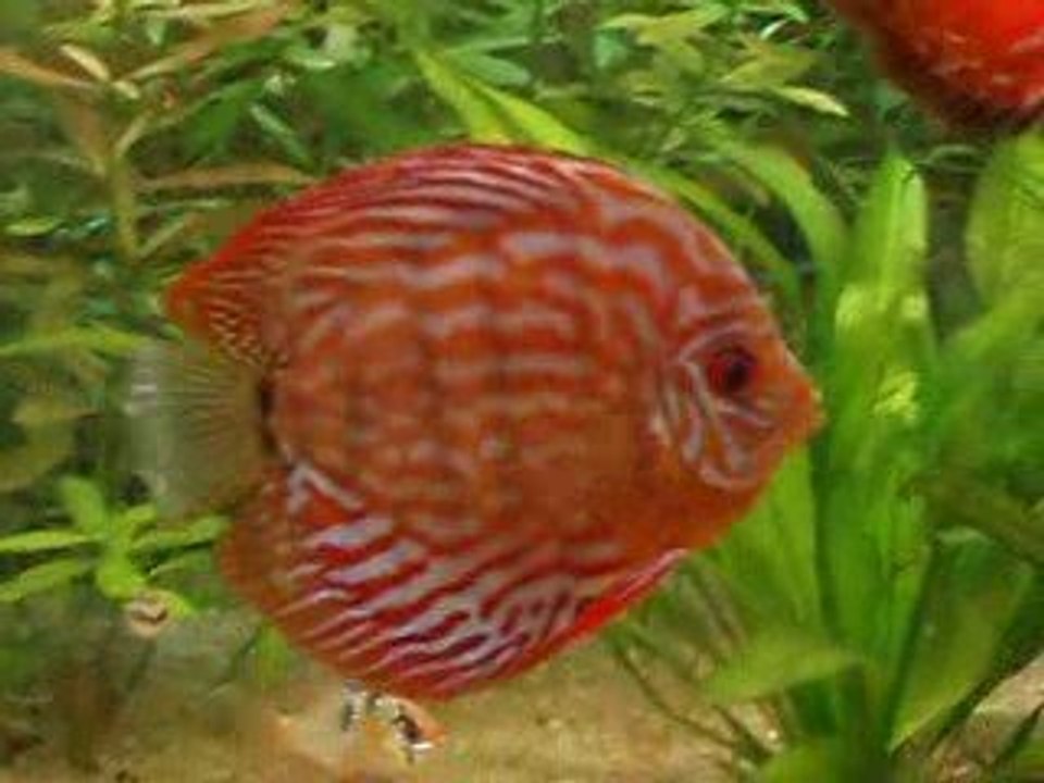 Discus malade 11