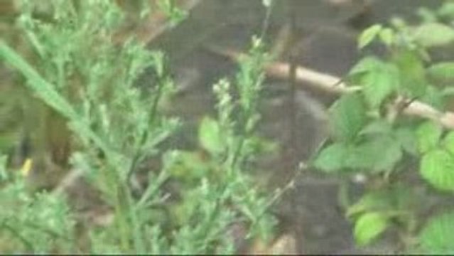 Le chant des grenouilles