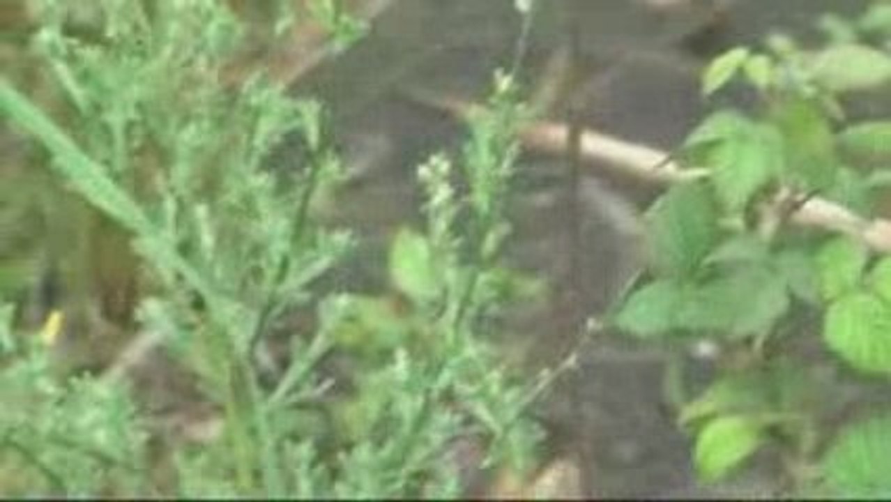 Le chant des grenouilles