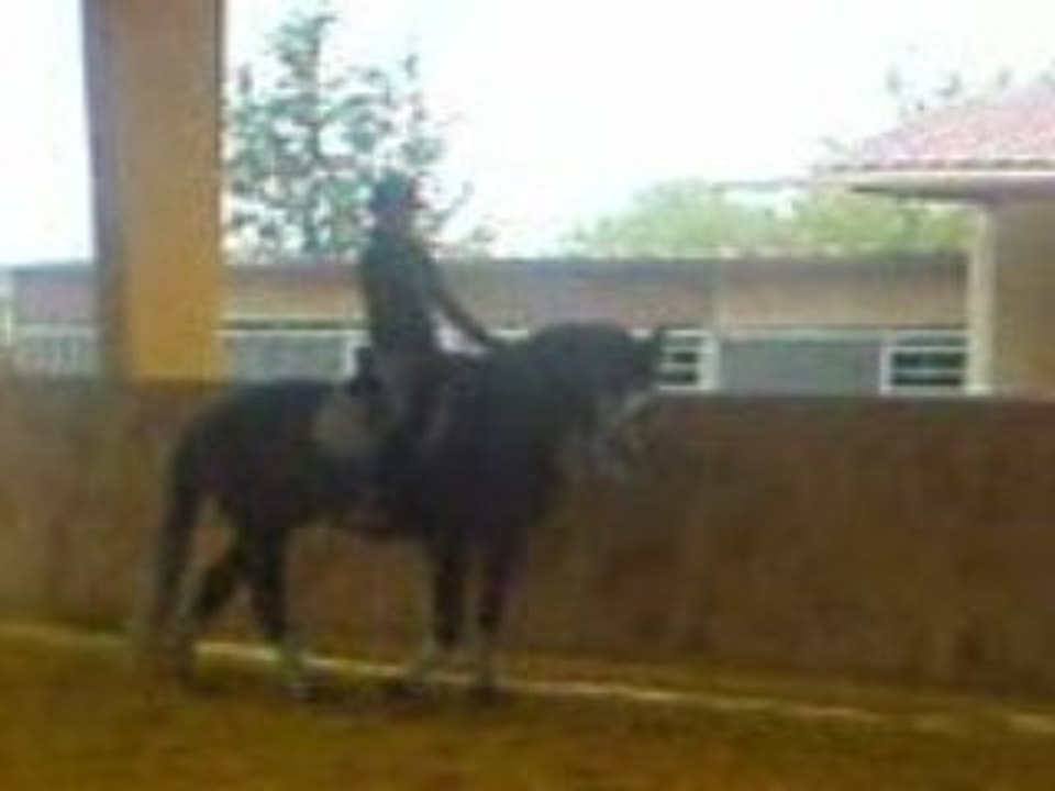 Pirate dressage