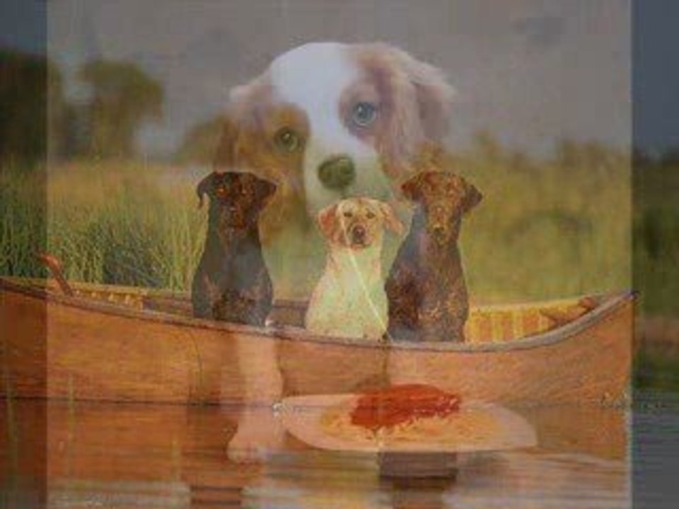 Les chiens aussi